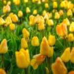 Container Vegetable Gardening Ideas: Tips for Growing Veggies in Pots and Planters