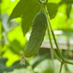 Gardening Ideas Around Trees Creative landscaping: Gardening ideas around trees to enhance your outdoor space