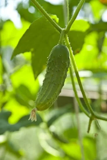 Creative landscaping: Gardening ideas around trees to enhance your outdoor space