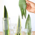 Get inspired by these VERTICAL GARDENS IDEAS for small spaces and urban living