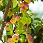 City Gardening Ideas City Gardening Ideas: Small space balcony gardens, vertical planters, and urban herb boxes