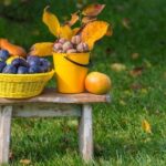 ideas for small gardens on a budget