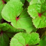 Gardening Blog Ideas: Creative, Inspiring, and Practical Tips for Growing and Cultivating Your Garden