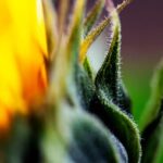 Gift Ideas for Gardeners Browse unique GIFT IDEAS FOR GARDENERS, from tools to decor, perfect for any green thumb enthusiast