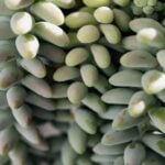 Backyard Container Gardening Ideas Backyard container gardening ideas: small space, big yield