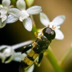 Tranquil oasis: Ideas for small Japanese gardens