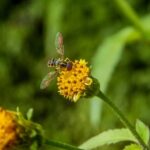 Creative Container Gardens Ideas: Small Space Gardening Inspiration