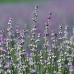 Backyard Gardening Ideas With Pictures Creative backyard gardening ideas with inspiring visuals for a lush and thriving outdoor space