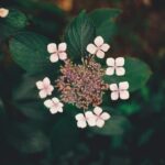 Creative container gardening ideas for urban spaces