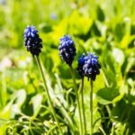 Tiered Gardens: creative landscaping for small spaces