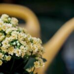 Birthday Present Ideas for Gardeners Unique Birthday Present Ideas for Gardeners: Tools, Seeds, and Decor to Nurture Their Green Thumb