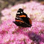 Tree Stump Gardening Ideas Creative ways to repurpose tree stumps in your garden for unique and sustainable landscaping ideas