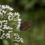 Affordable Container Gardening: Cheap Ideas for Growing Vegetables