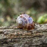 Explore inspiring backyard gardening ideas on Pinterest for your next project