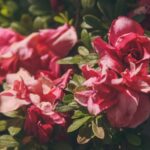 Transform urban spaces with innovative guerilla gardening ideas for a sustainable community