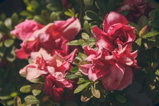 Transform urban spaces with innovative guerilla gardening ideas for a sustainable community