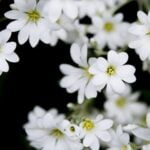 Gardening Ideas for Small Spaces Creative container gardening ideas for small spaces: maximizing greenery in a limited area