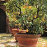 Container Gardening Ideas for Vegetables Container Gardening Ideas for Vegetables: Creative Ways to Grow Your Own Produce in Limited Space