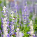 Gardening Idea Gardening idea: Transforming your backyard into a lush oasis with creative landscaping and vibrant blooms
