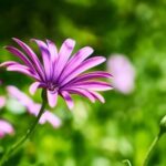 Ideas for Hedges in Gardens Ideas for hedges in gardens: Various hedge plants to create privacy and define garden spaces