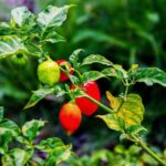 Maximizing small spaces with container gardening patio ideas - perfect for urban areas