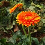 Veggie Garden Ideas Small Gardens Creative and Space-Saving Veggie Garden Ideas for Small Gardens: A Guide to Maximizing Limited Space