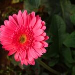 Tranquil and serene ZEN GARDENS IDEAS to create a peaceful oasis at home