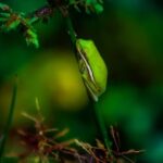 - Small garden landscaping: Creative and simple ideas for small gardens