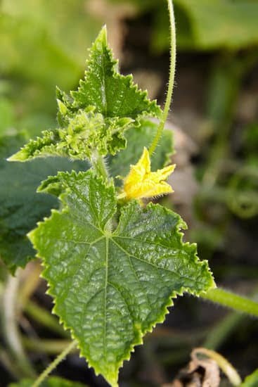 Explore stunning UK gardens ideas for inspiration and tips on creating your own beautiful outdoor space