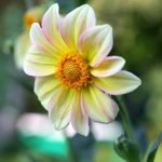 Garden Path Ideas for Small Gardens Uk Small garden path with creative landscaping ideas for UK gardens