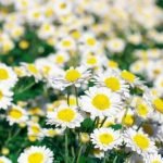 maximizing small spaces with style and charm