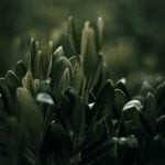 Better Homes and Gardens Christmas Ideas 2017 Festive Decorating and Entertaining Inspiration for the Holidays