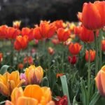 Better Home and Gardens Ideas Inspiring interior design and outdoor landscaping tips for your dream home