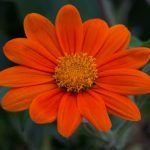 Engaging Gardening Activities for Toddlers - Fun and Educational Ideas to Explore