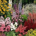 color palettes, companion plants, and layout inspirations