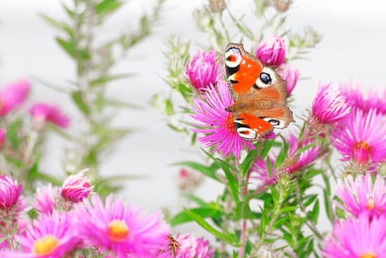 Recycled Container Gardening Ideas 1 Inspiring recycled container gardening ideas for your green space - get creative with RECYCLED CONTAINER GARDENING IDEAS