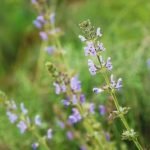 Coastal landscaping, ocean-inspired plants, and sustainable beachfront design for your home