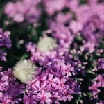 Transform your front garden with creative artificial grass ideas for a low-maintenance, beautiful landscape