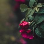 Balcony Gardens Ideas Small Apartments maximizing space and creating lush greenery