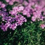 Planting Ideas for Gravel Gardens Drought-resistant succulents, ornamental grasses, and low-maintenance perennials