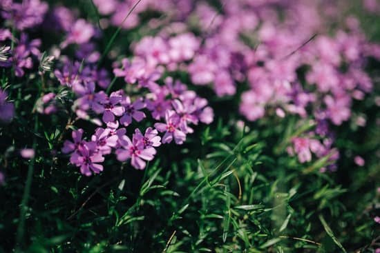 Planting Ideas for Gravel Gardens 1 Drought-resistant succulents, ornamental grasses, and low-maintenance perennials