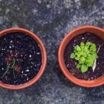 gardening ideas 2021