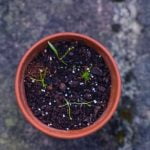 Bali Gardens Ideas Bali Gardens Ideas