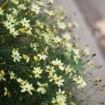 Ideas for Small Gardens With Stones Create a serene stone pathway for a low-maintenance garden charm
