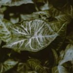 Rooftop Gardening Ideas in India Beautiful and sustainable rooftop gardening ideas in India