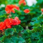 Creative small garden landscaping ideas for UK residents looking to maximize space and beauty