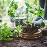 Fencing for Gardens Ideas Inspiration for Stylish and Functional Boundaries