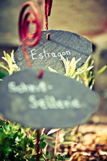 Better Homes and Gardens Potted Plants Ideas 9 Brighten your home with Better Homes and Gardens potted plants - creative ideas for every space