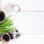 Invigorate your outdoor space with these innovative backyard gardening ideas