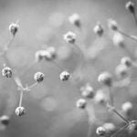 Ideas for Gardens With No Sun Creative Ideas for Gardens with No Sun
